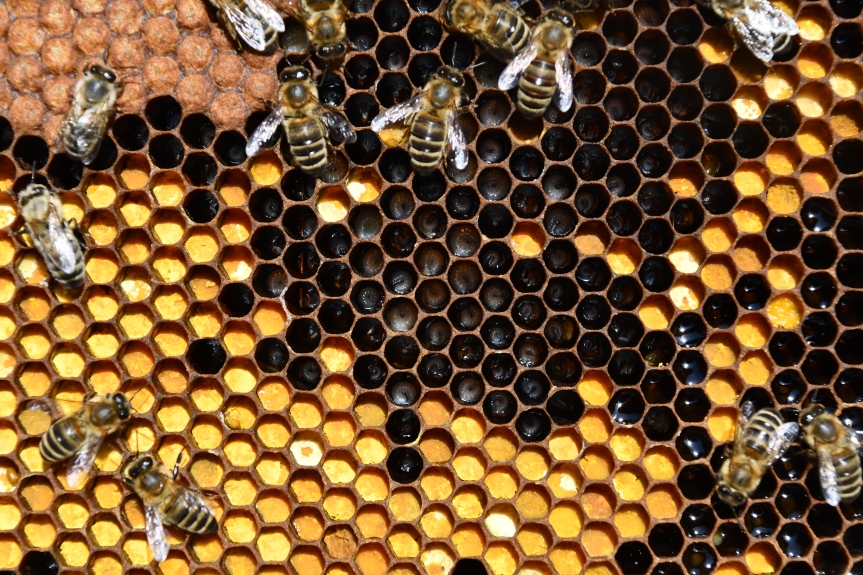 Frühjahrsdurchsicht und Honigräume